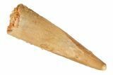 Fossil Pterosaur (Siroccopteryx) Tooth - Morocco #194589-1